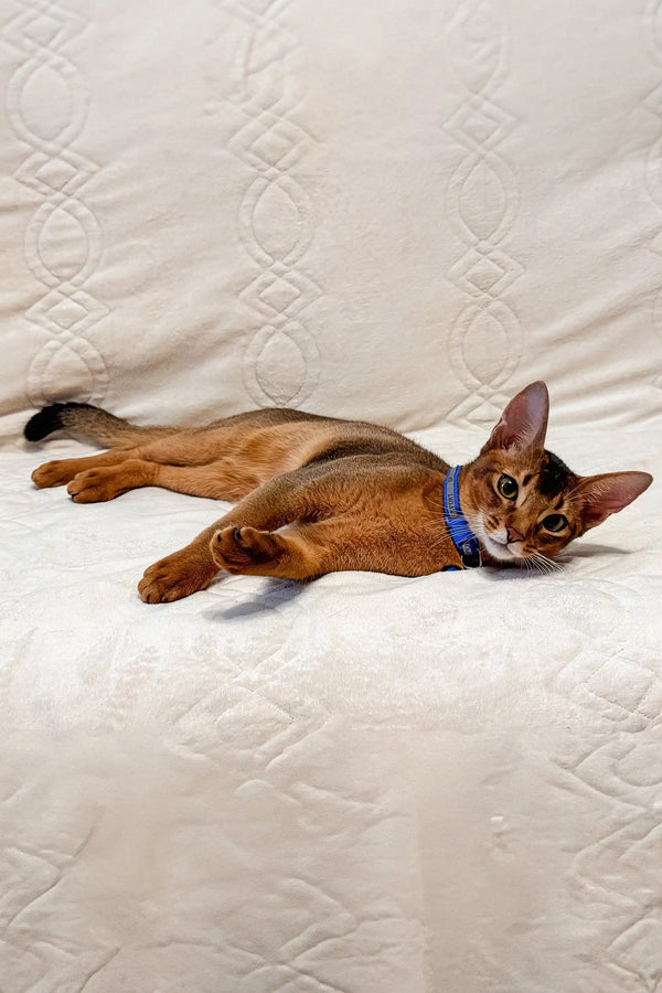 Abyssinian cat with reddish-brown fur in blue collar lounging on its side