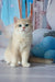 Syltan | british shorthair kitten