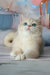 Syltan | british shorthair kitten