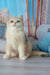 Syltan | british shorthair kitten