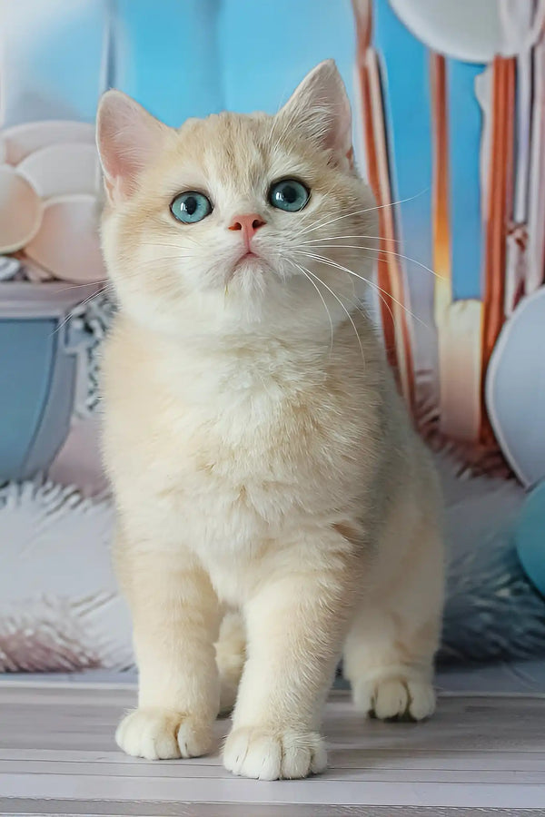 Syltan | british shorthair kitten