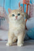 Syltan | british shorthair kitten