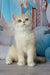 Syltan | british shorthair kitten