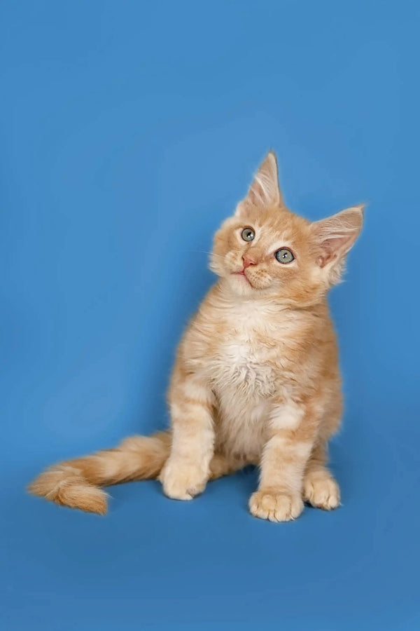 Adorable Maine Coon kitten named Sylvester sitting upright with an alert expression