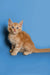 Orange tabby Maine Coon kitten sitting and looking adorably at the camera