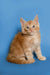 Adorable Maine Coon kitten sitting against a cool blue backdrop