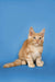 Fluffy Ginger Maine Coon kitten sitting pretty against a blue backdrop