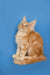 Fluffy orange Maine Coon kitten sitting upright with a playful alert expression