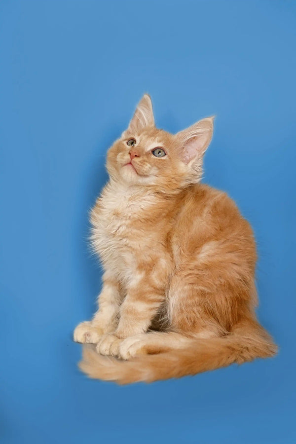 Fluffy orange Maine Coon kitten sitting upright with a playful alert expression