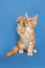 Ginger Maine Coon kitten with one paw raised on a bright blue backdrop