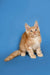 Ginger Maine Coon kitten Sylvester sitting alert with perked ears, looking curious