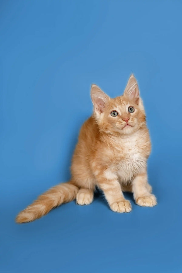 Ginger Maine Coon kitten Sylvester sitting alert with perked ears, looking curious