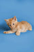 Ginger Maine Coon kitten named Sylvester lying side with paws outstretched