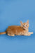 Orange tabby kitten lying down, showcasing the adorable Sylvester Maine Coon Kitten