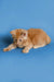 Orange tabby Maine Coon kitten lying down with paws outstretched, super cute!