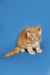 Fluffy Ginger Maine Coon Kitten with alert eyes in Sylvester product