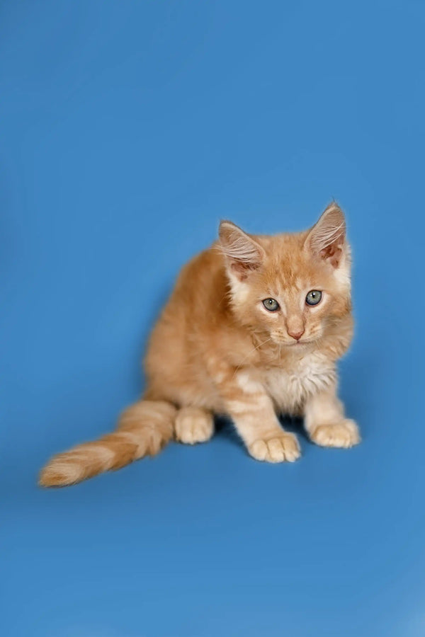 Fluffy Ginger Maine Coon Kitten with alert eyes in Sylvester product