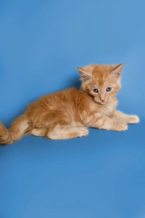 Ginger Maine Coon kitten named Sylvester lying down with an alert expression