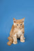 Ginger-colored Maine Coon kitten sitting upright, looking alert and adorable