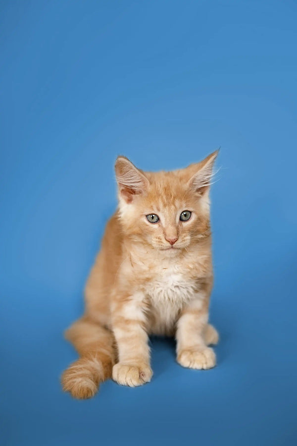 Ginger-colored Maine Coon kitten sitting upright, looking alert and adorable