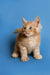 Adorable cream Maine Coon kitten with alert ears and bright eyes in Sylvester product