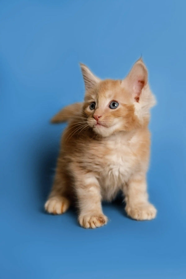 Adorable cream Maine Coon kitten with alert ears and bright eyes in Sylvester product