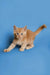 Ginger Maine Coon kitten with blue eyes playing around cutely