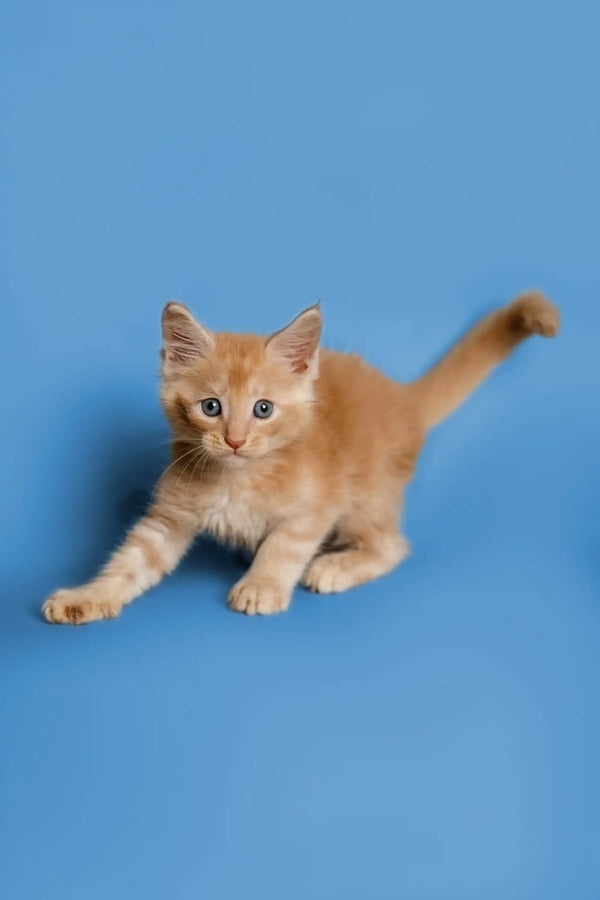 Ginger Maine Coon kitten with blue eyes playing around cutely