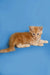 Ginger Maine Coon kitten lying down with alert expression, ready for fun