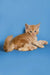 Ginger Maine Coon kitten lying on its side with paws outstretched, super cute pose