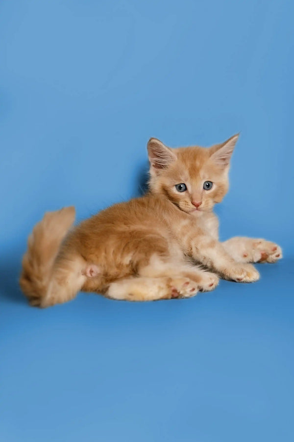 Ginger Maine Coon kitten lying on its side with paws outstretched, super cute pose