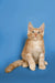 Cream-colored Maine Coon kitten Sylvester sitting upright with alert ears and bright eyes