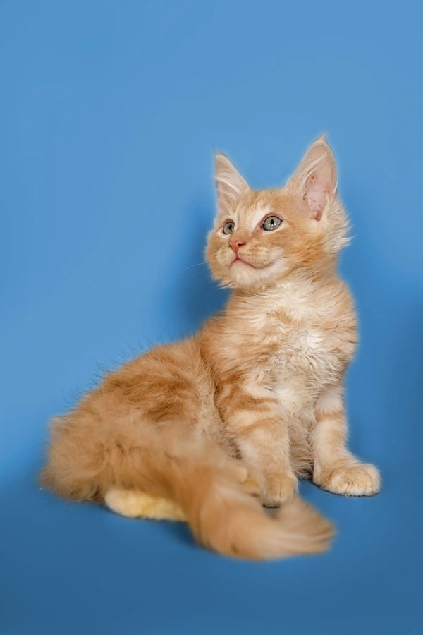 Fluffy orange Maine Coon kitten sitting upright against a blue backdrop
