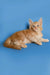 Ginger-colored Maine Coon kitten lying on its side with an alert expression