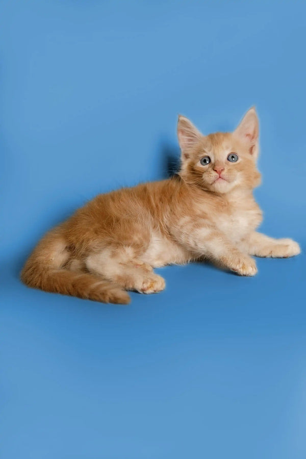 Ginger-colored Maine Coon kitten lying on its side with an alert expression