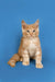 Ginger Maine Coon kitten sitting upright with an alert expression, ready for fun!