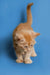 Fluffy orange Maine Coon kitten named Sylvester walking on a blue surface