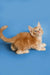 Fluffy orange Maine Coon kitten with blue eyes in a playful pose