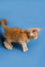 Fluffy Orange tabby Maine Coon kitten standing on its paws, cute and playful