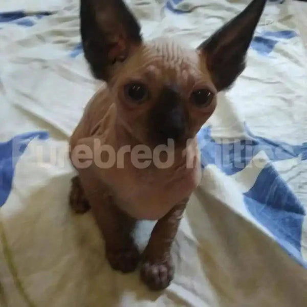 Hairless Chihuahua dog with large ears and dark eyes displayed in Sylvester Sphynx Kitten form