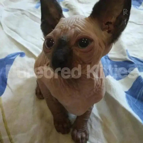 Sylvester Sphynx Kitten air delivery, hairless dog-like, wrinkled skin, big ears - June 14th
