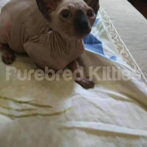 Hairless Sphynx cat sitting on light fabric promoting Sylvester Sphynx Kitten product