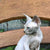 Hairless Sphynx cat with blue eyes sitting on a wooden bench Sylvester Sphynx Kitten