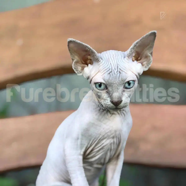 Cute Hairless Sphynx cat Sylvester with large ears and blue eyes in August 1st air delivery form