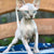 Hairless Sphynx cat Sylvester with blue eyes available starting August 1st via air delivery