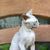 Sylvester Sphynx Kitten hairless white cat with wrinkled skin and prominent ears air delivery