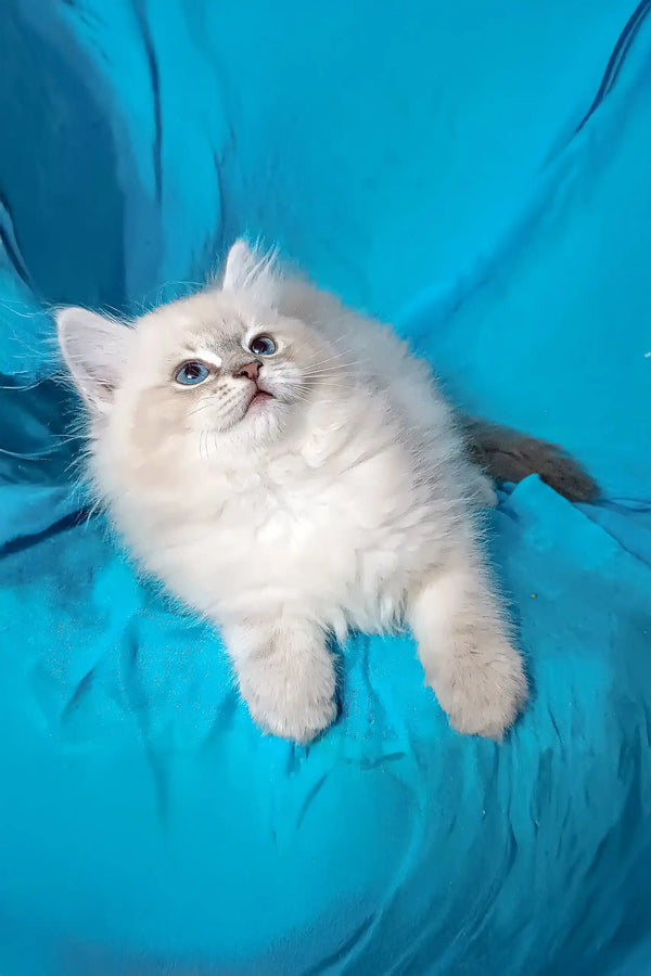 Fluffy white Siberian kitten Taba with bright blue eyes relaxing comfortably