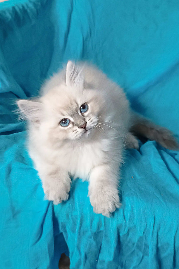 White fluffy kitten with bright blue eyes from Taba Siberian Kitten product