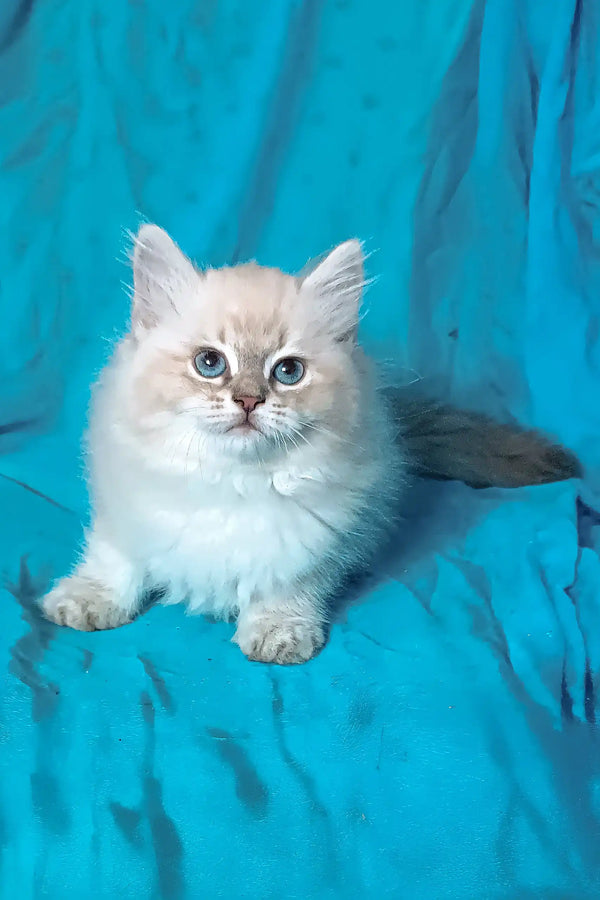 White fluffy Taba Siberian Kitten with bright blue eyes lounging cutely
