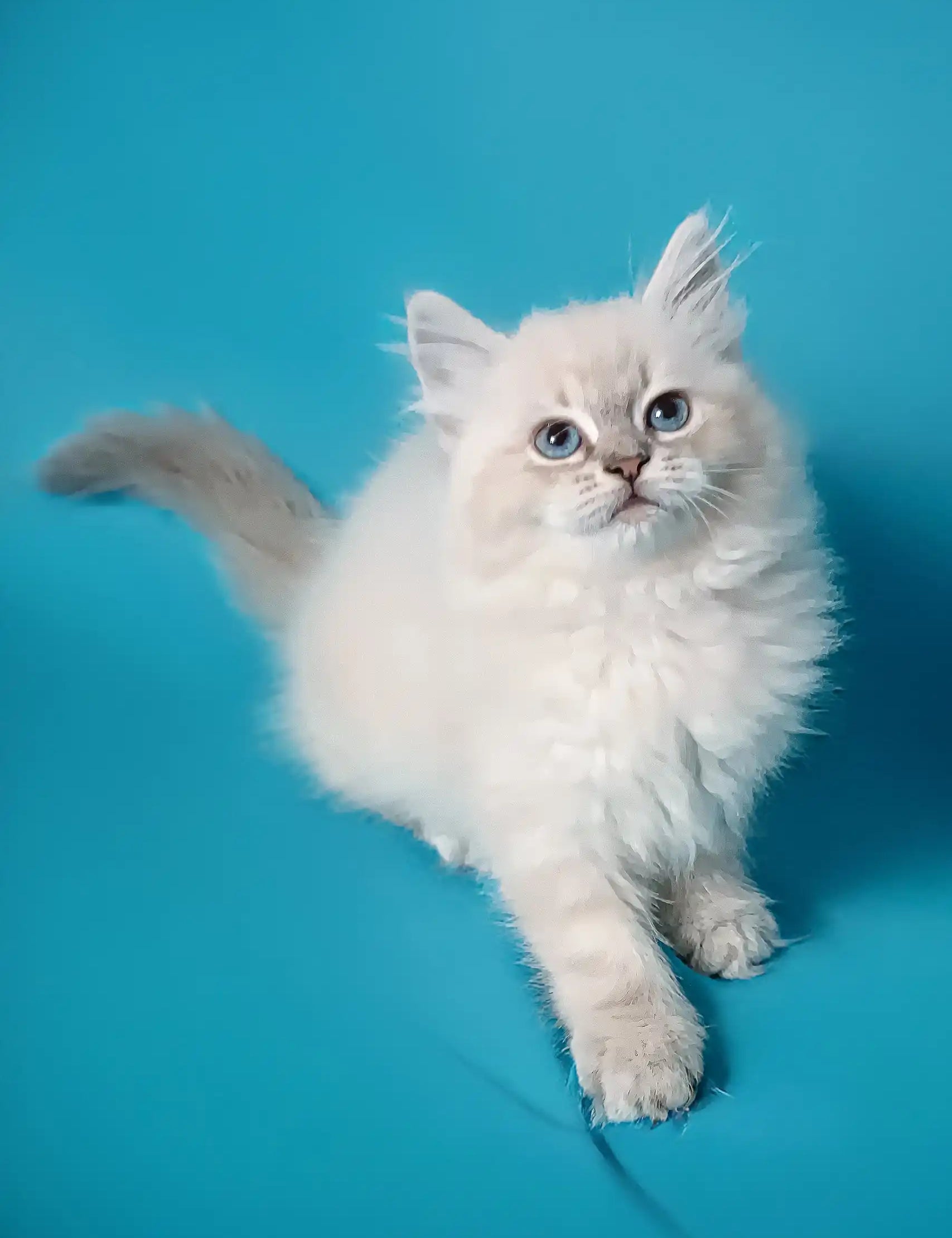 White fluffy Siberian kitten named Taba with bright blue eyes, super adorable!